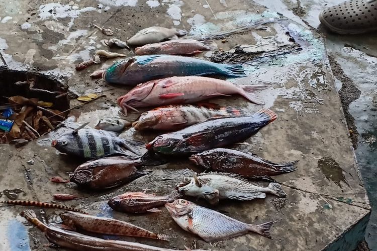 Ikan mati di Perairan Maluku Utara