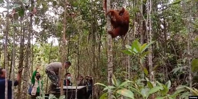 Orangutan Tapanuli saat dilepasliarkan di Cagar Alam Dolok Sipirok, Tapanuli Selatan, Sumut. Senin 23 November 2020.