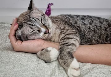 5 Penyebab Kucing Mendengkur Saat Tidur, Perlukah Khawatir?