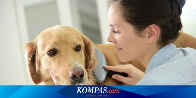 Cewek Vs Anjing Ngentot - Apakah Anjing Bisa Bertahan Hidup Tanpa Manusia? Halaman all - Kompas.com