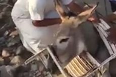 Kepala Seekor Keledai Terjebak di Kursi Plastik, Warga Ramai-ramai Menyelamatkan