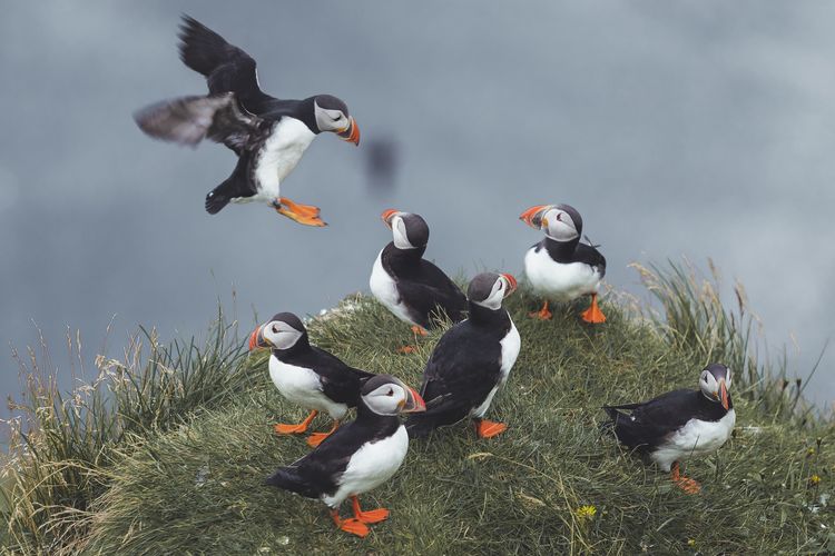 Sekawanan burung puffin