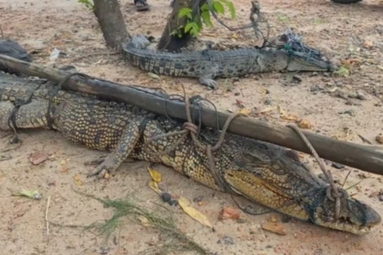 Buaya yang diduga terkam ketua DPRD Bangka terikat di halaman masjid Desa Air Anyir, Bangka.