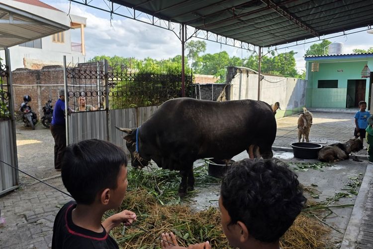 Gerindra: Bantuan Sapi Kurban Presiden dari APBN Sah, Sudah Ada Sejak Era SBY-Jokowi