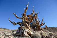 5 Pohon Tertua di Dunia, Ada yang Hidup Selama Hampir 5.000 Tahun