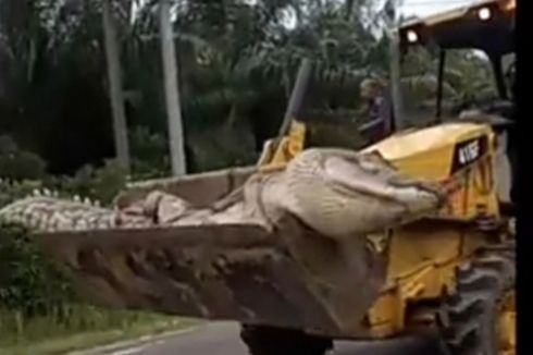 Ramai soal Buaya Raksasa di Bangka Belitung, Ini Penjelasan LIPI