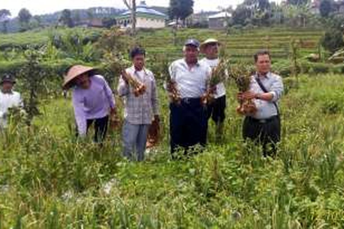 Sejumlah petani di Kecamatan Bawang, Batang, Jawa Tengah, melakukan panen perdana demplot bawang putih yang bekerjasama dengan Bank indonesia kantor perwakilan Tegal.