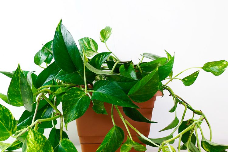 Ilustrasi tanaman hias sirih gading. 