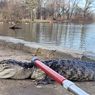 Aligator Lesu Kedinginan di Taman New York, Diduga Dilepas Pemilik