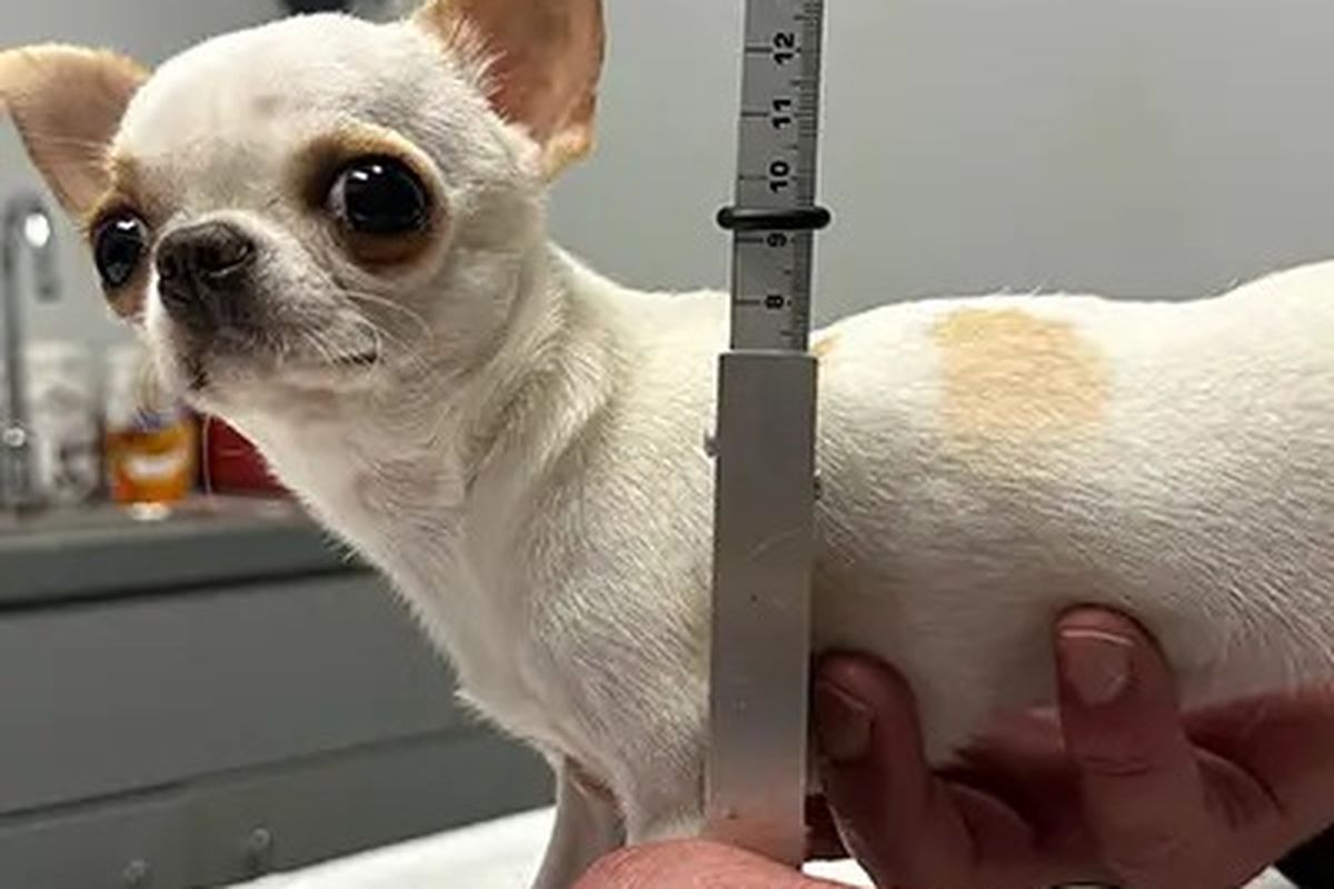 Pearl, anjing terpendek di dunia
