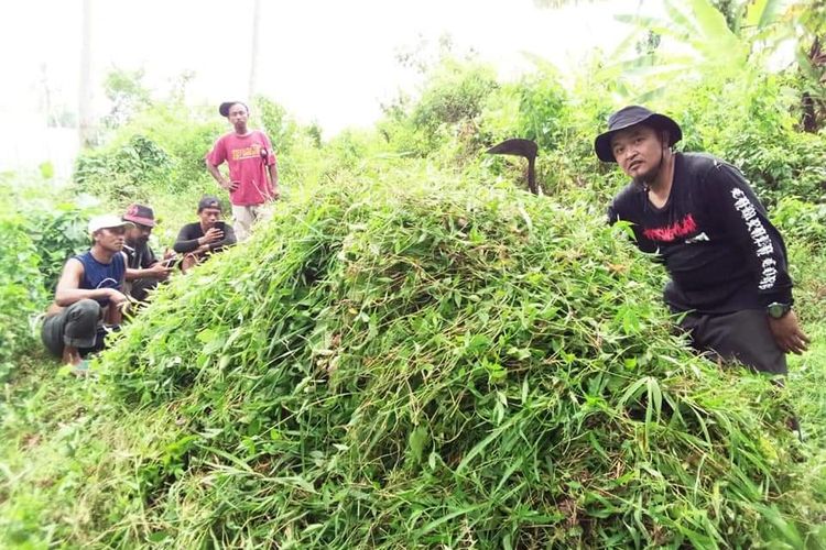 Sejumlah relawan bergotong-royong mencari rumput (ngarit) untuk disumbangkan kepada warga yang kesulitan memberi pakan hewan ternaknya akibat terdampak abu vulkanik erupsi Gunung Merapi, di wilayah Kabupaten Magelang, Jawa Tengah, Selasa (14/3/2023).