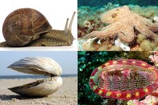 Filum Mollusca: Ciri-ciri dan Klasifikasinya