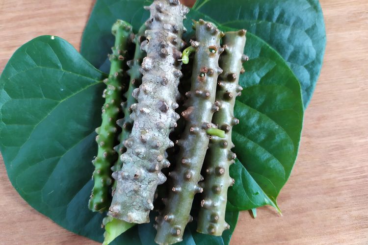 Ilustrasi brotowali, batang dan daun brotowali. 