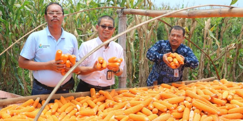 Salah satu cara menjaga stabilitas harga jagung adalah dengan menjual langsung hasil panen ke pabrik pakan