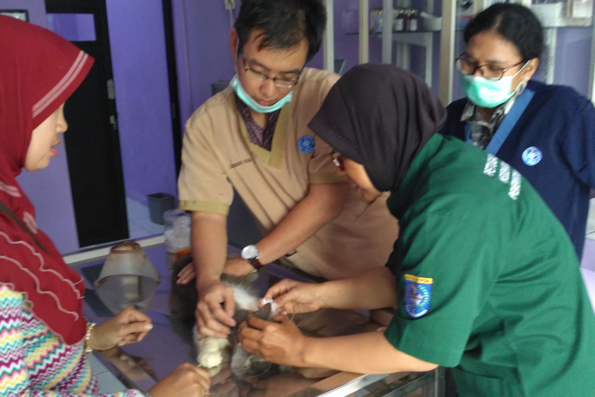 Dokter hewan sedang memeriksa pasien di Puskeswan, Sawangan, Depok. Rabu (23/8/2017)