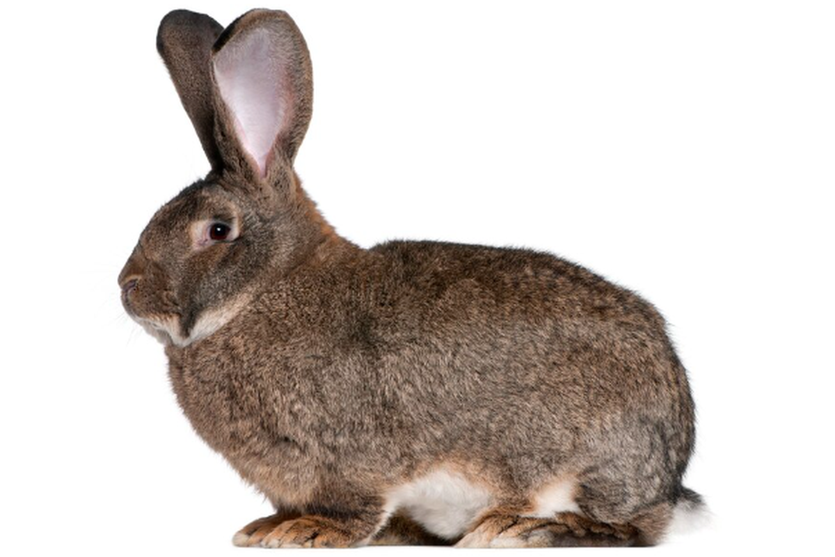 Ilustrasi kelinci raksasa Flemish atau Flemish Giant
