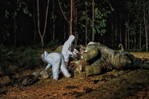 Gajah Hamil Ditemukan Mati di Bengkalis Riau, Bangkai Tergeletak di Dekat Kebun Sawit