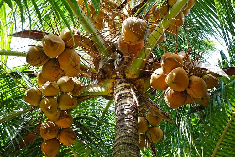 Ilustrasi buah kelapa, pohon kelapa. 