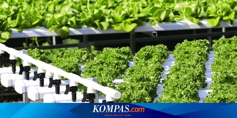 image perawatan harian sistem hidroponik