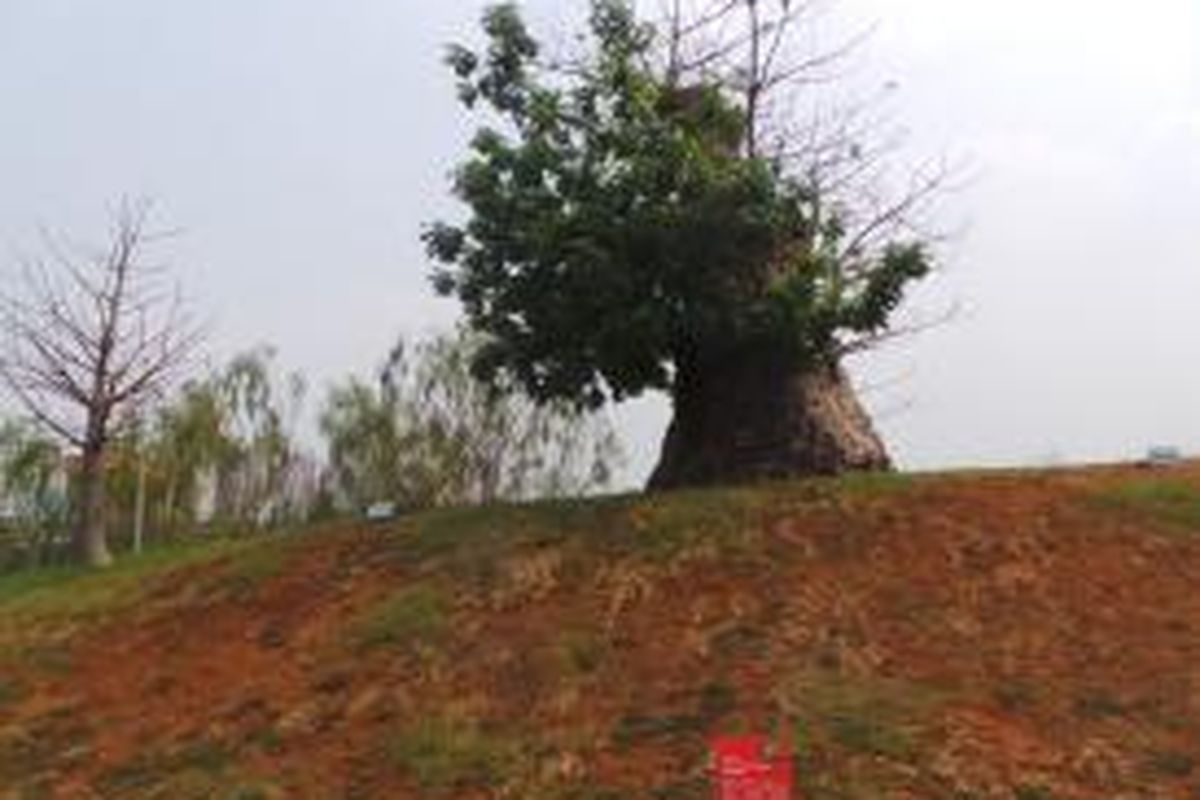 Pohon Baobab asal Afrika yang ditaman di tengah Taman Ria Rio di Pulogadung, Jakarta Timur. Senin (21/9/2015)