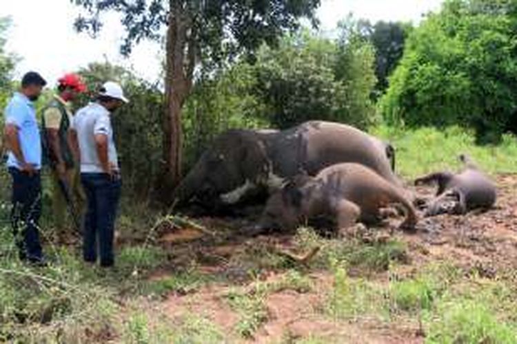 Warga desa di Sri Lanka menyaksikan bangka empat ekor gajah yang mati tersambar petir, Minggu (8/5/2016).