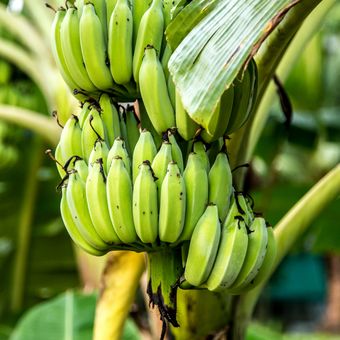 Ilustrasi pisang, tanaman pisang, pohon pisang. 