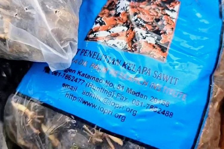 Bibit Sawit Ilegal dari Lampung Dijual Rp 1.300 lewat Marketplace, Pelaku Pakai Identitas Palsu
