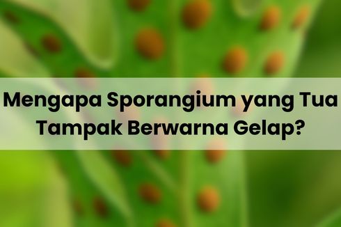 Mengapa Sporangium yang Tua Tampak Berwarna Gelap?