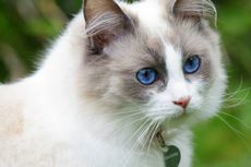 5 Ras Kucing Lucu yang Paling Penyayang dan Suka Dipeluk