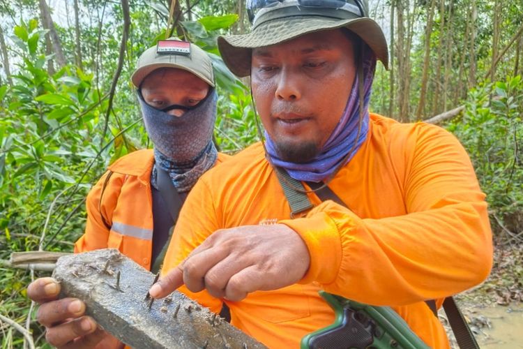 Petugas Balai TNTN memperlihatkan ranjau paku yang dipasang pelaku perambah hutan di Desa Lubuk Kembang Bunga, Kecamatan Ukui, Kabupaten Pelalawan, Riau, Jumat (3/11/2023).