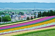 Pesona Green Season Hokkaido, dari Kushiro hingga Furano
