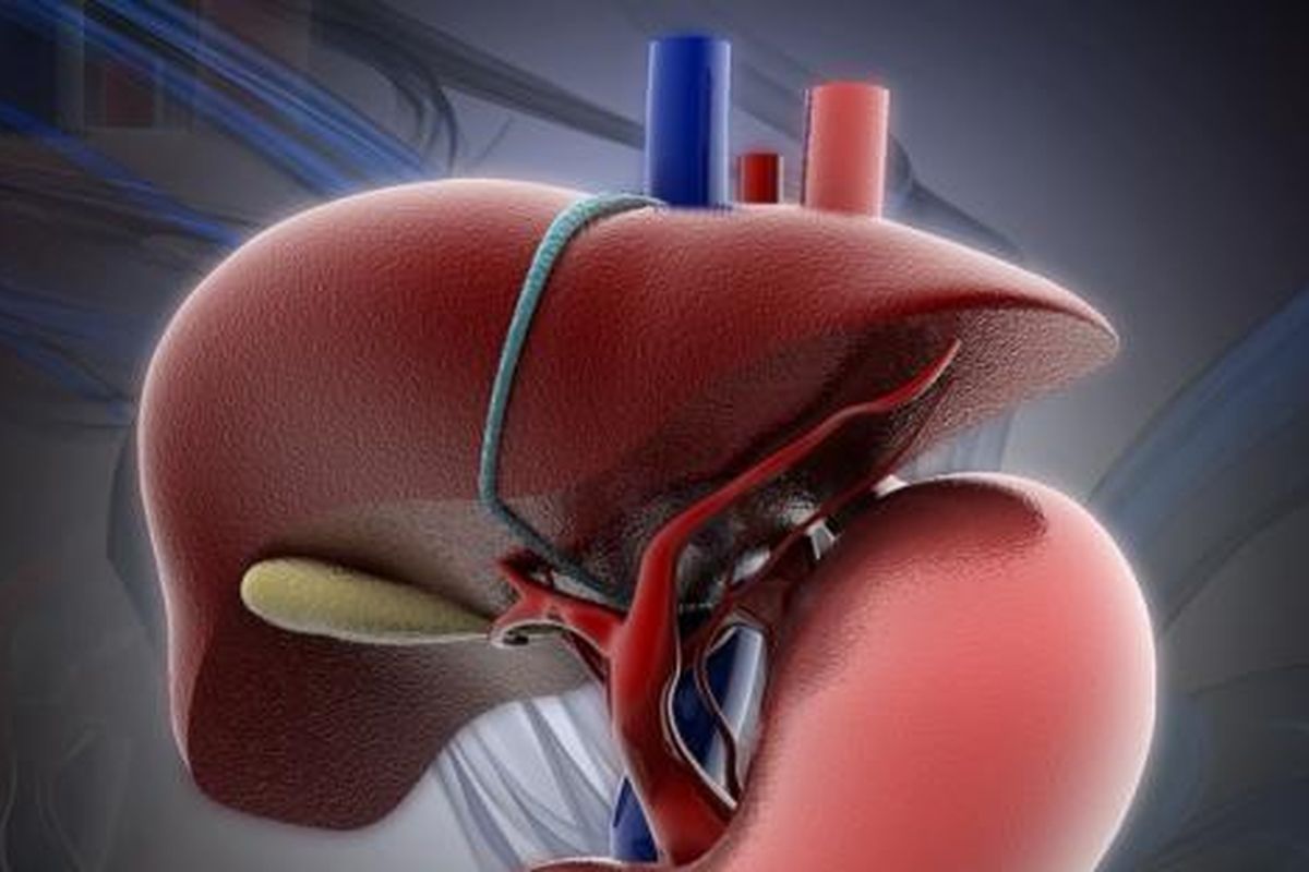 Ilustrasi organ hati manusia. Penyakit hati umumnya merupakan kondisi yang bisa merusak hati Anda. Para ahli mengidentifikasi ada lebih dari 100 jenis penyakit hati.