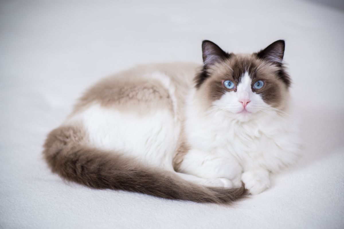 Ilustrasi ras Ragdoll, kucing paling populer di dunia.