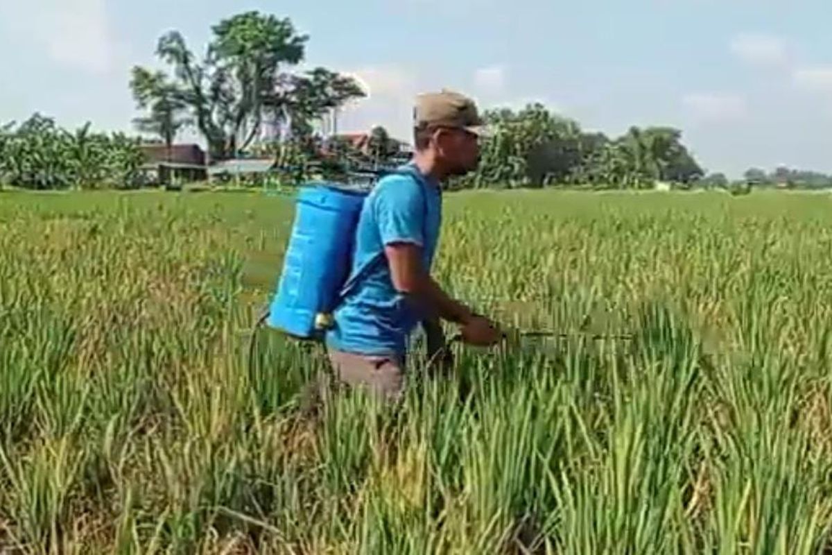 SEMPROT—Seorang petani di Kecamatan Sawahan, Kabupaten Madiun, Jawa Timur menyemprot tanaman padi dengan pestisida setelah hama wereng coklat menyerang dalam dua pekan terakhir. 