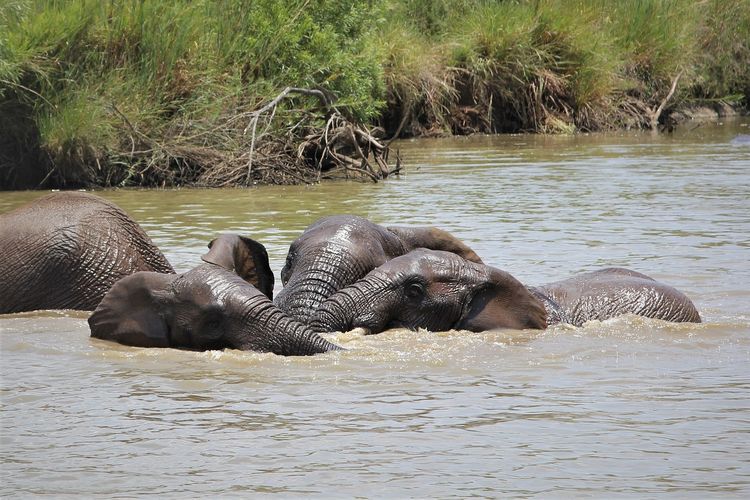 Gajah berenang