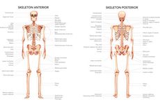 Berapa Jumlah Tulang yang Ada di Tubuh Manusia? Berikut Penjelasannya