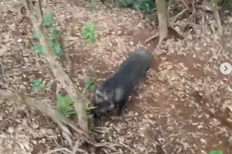 Tangkapan layar video viral, babi hutan di Gunung Cikuray yang terlihat dan bertemu sekelompok pendaki, pada Sabtu (19/9/2020).