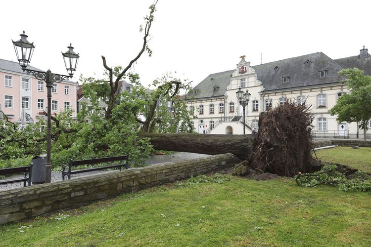 Sebuah pohon tumbang terletak di depan balai kota Lippstadt, Jerman, Jumat, 20 Mei 2022. 