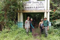 BKSDA Lepas Liarkan Seekor Monyet Endemi Buton ke Hutan Lambusango