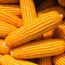 Apakah Jagung Bisa Menurunkan Gula Darah? Berikut Penjelasannya…