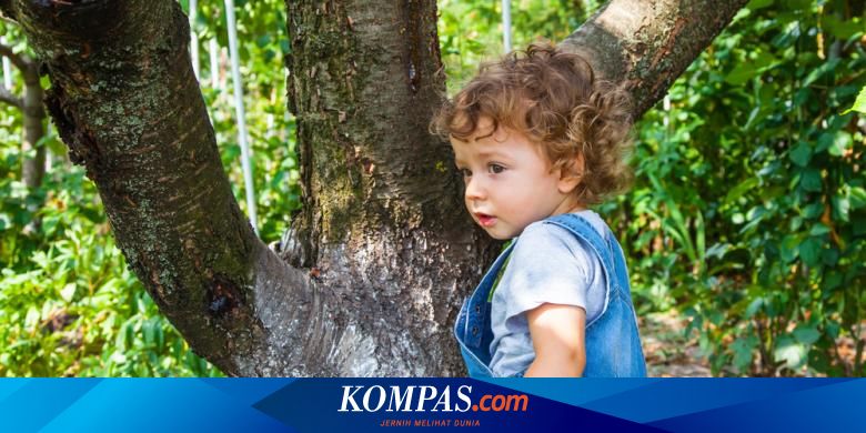 Memanjat Pohon Ternyata Bermanfaat Untuk Otak