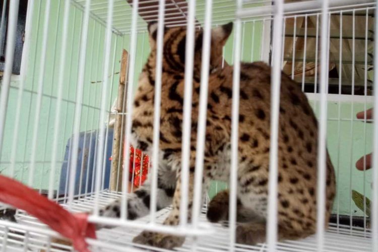 Kucing hutan langka ditangkap warga karena masuk ke kamar tidur di Agam, Sumatera Barat,, Jumat (14/8/2020)