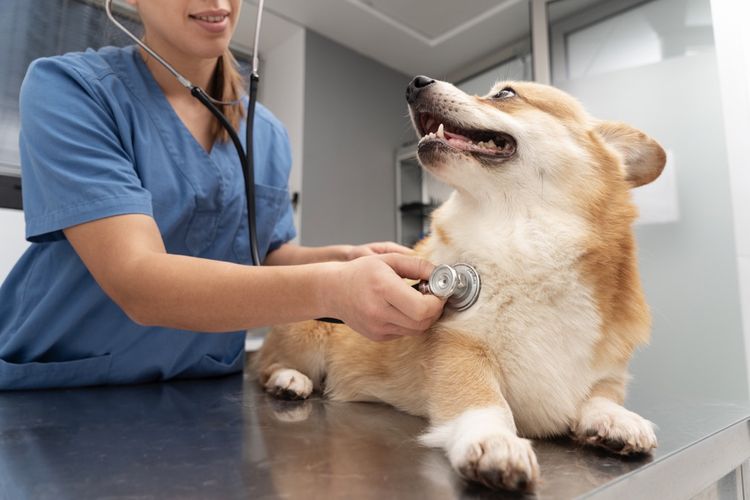 Cara mengatasi anjing takut ke dokter hewan.