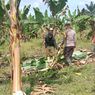 Puluhan Gajah Liar Rusak Kebun di Aceh Timur