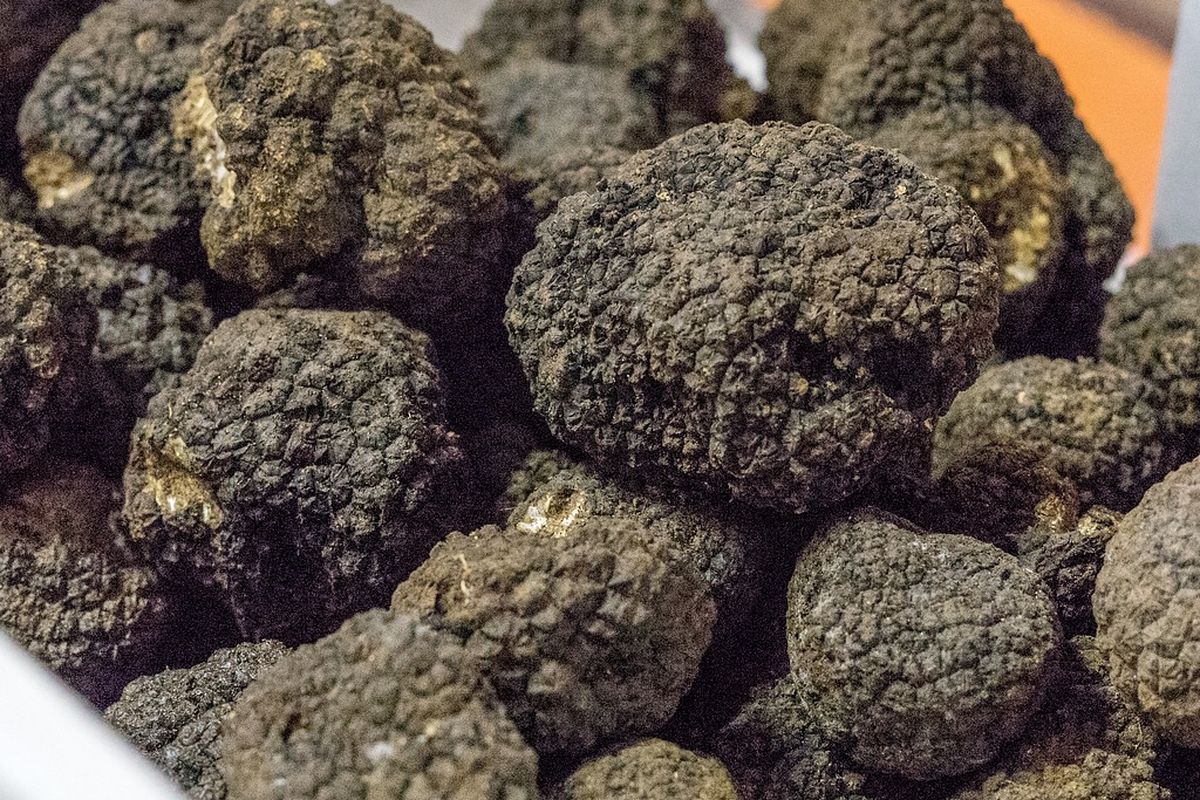 Ilustrasi jamur truffle. 