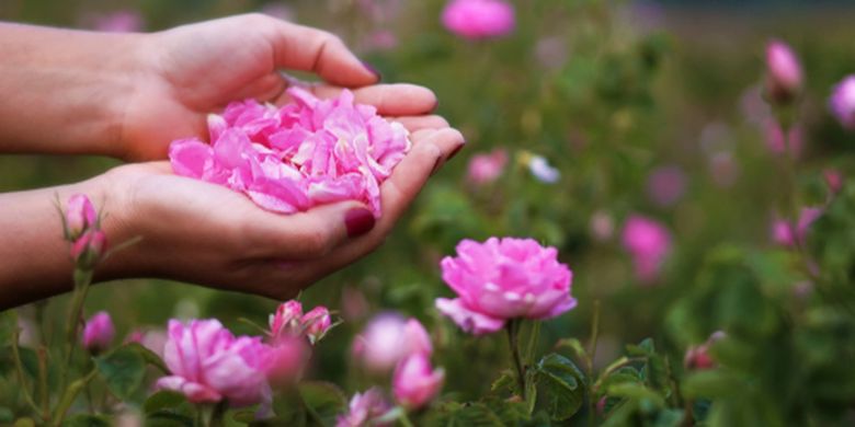 Bunga mawar Bulgaria atau sering disebut damask rose memiliki banyak manfaat untuk kecantikan.