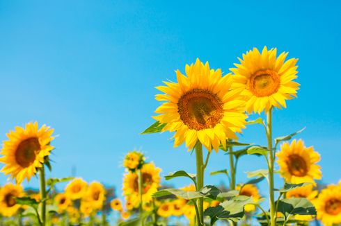 5 Cara Membuat Bunga Matahari Tumbuh Tinggi