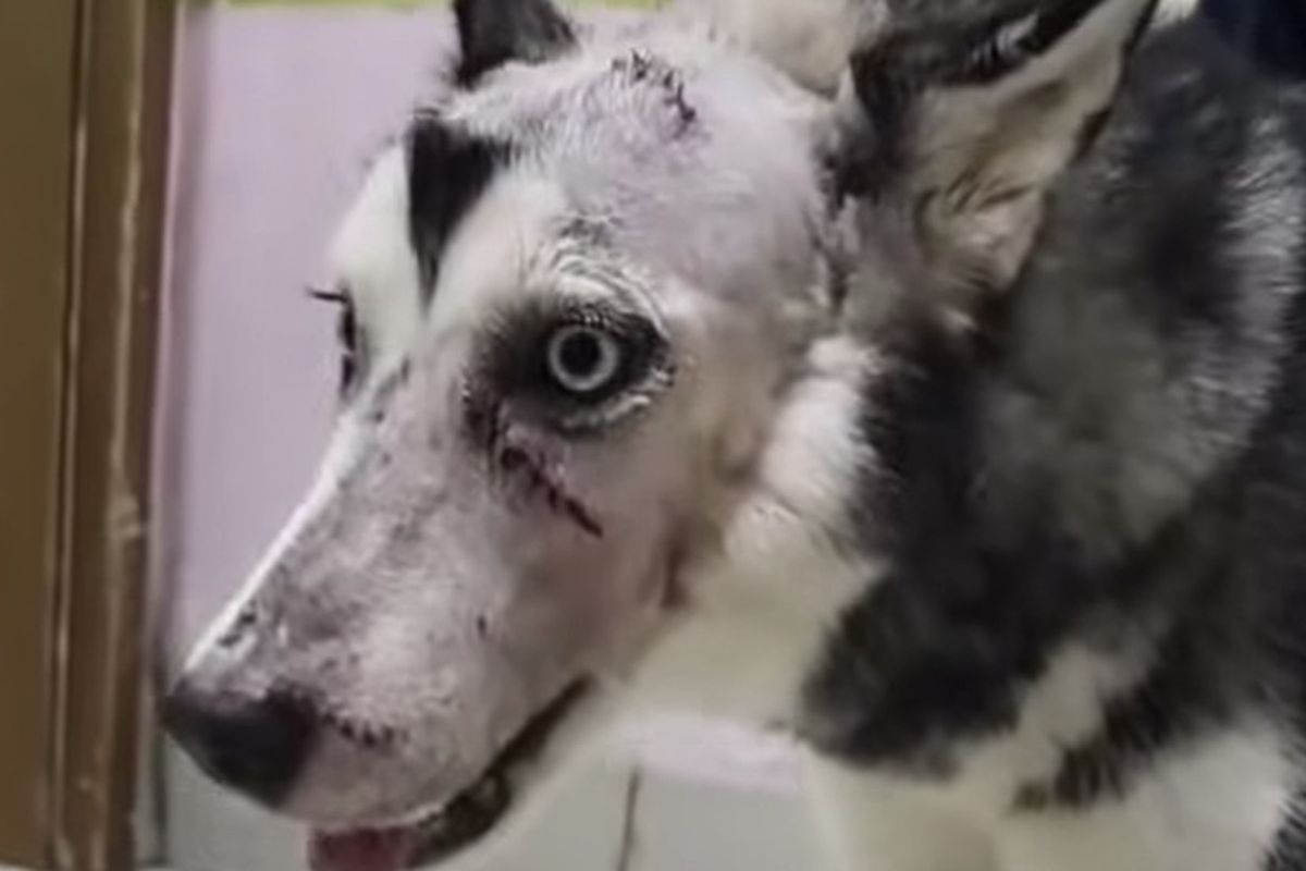 Anjing Husky di Babelan Bekasi Diduga Dibacok, Polisi Turunkan K9 Cari Pelaku
