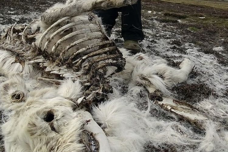Ratusan rusa ditemukan mati di Svalbard, Norwegia. Peneliti menduga kejadian ini akibat perubahan iklim.