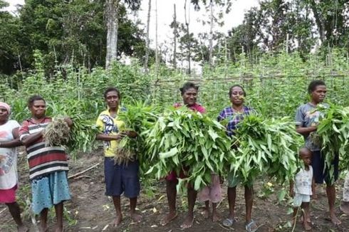 Saat Warga di Papua Berkebun Massal Saat Pendemi, Rawan Kelaparan dan Cegah Kesulitan Pangan